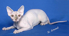 03_Pretty Bald Tampa Bay Lightning